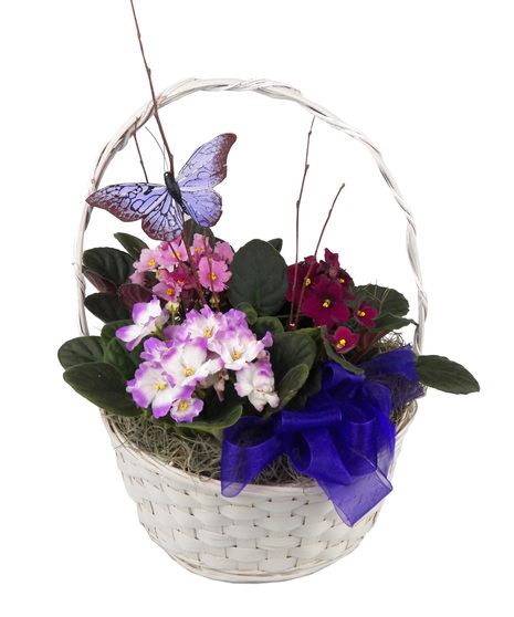 Delightful Violets