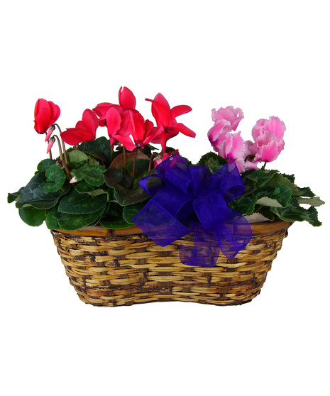 Double Cyclamen Basket