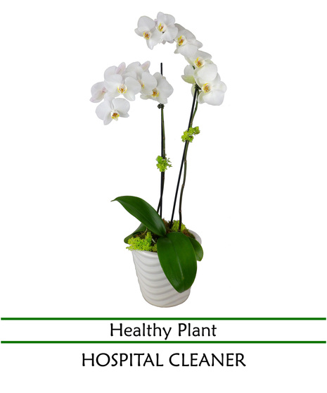 Double Stem Phal. Orchid