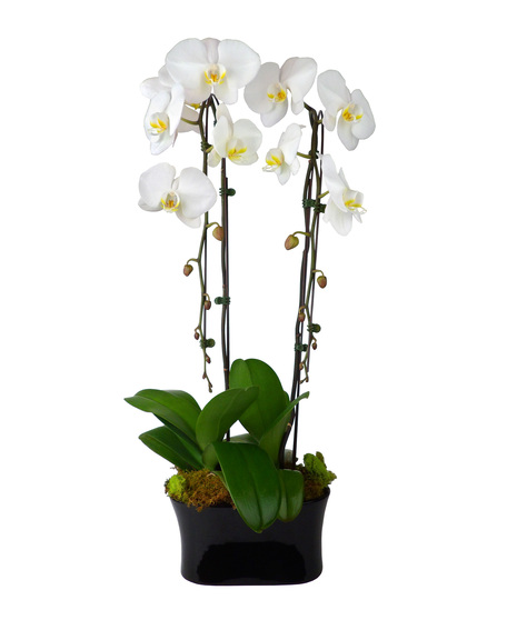double-steam waterfall orchid plant in ceramic