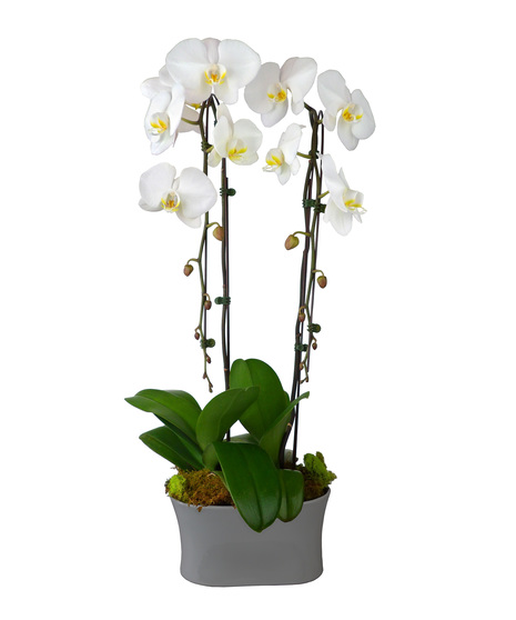 double-steam waterfall orchid plant in ceramic