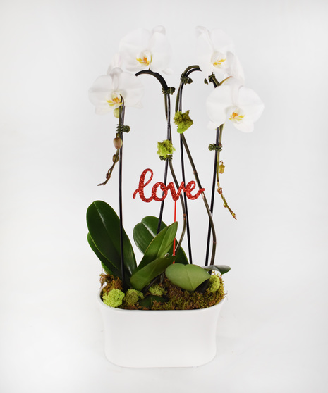 double-steam waterfall orchid plant in ceramic