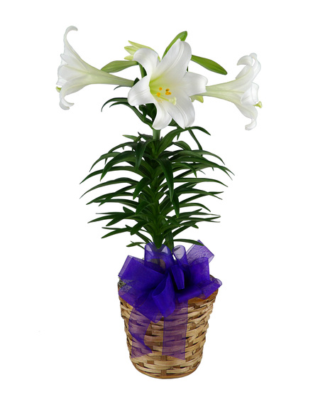 Flowering Plants