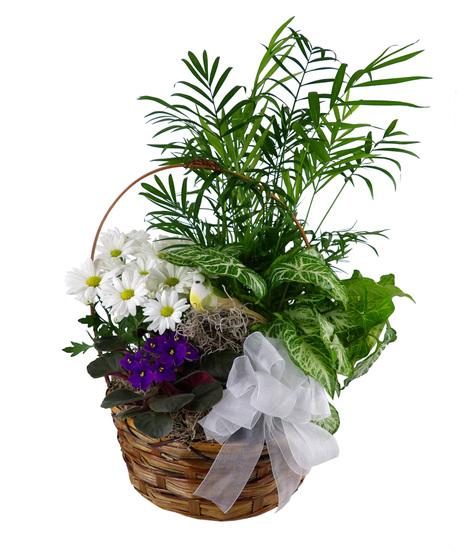 blooming and foliage plants in a basket