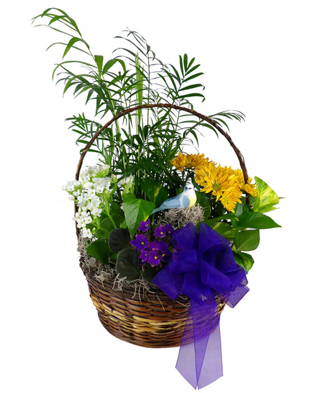 Mother's Day Flowers
