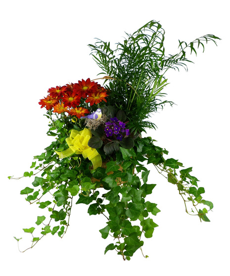 blooming and foliage plants in a basket