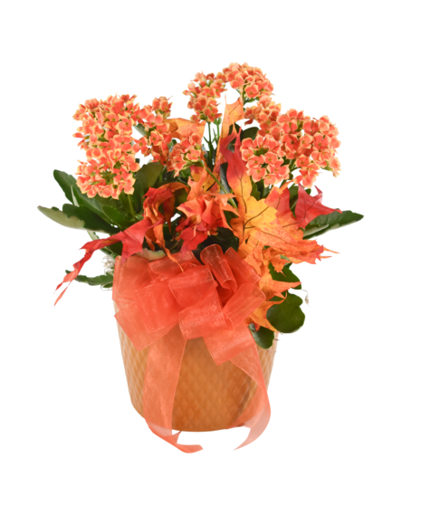 Fall Kalanchoe