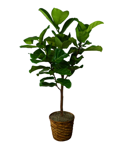 Fiddle Leaf Fig