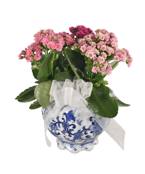 Mother's Day Flowers