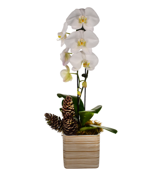 Holiday Bliss Waterfall Orchid Plant