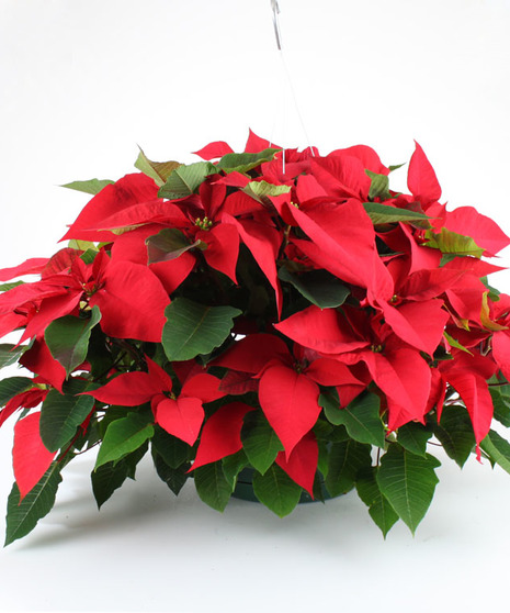 Hanging Poinsettia