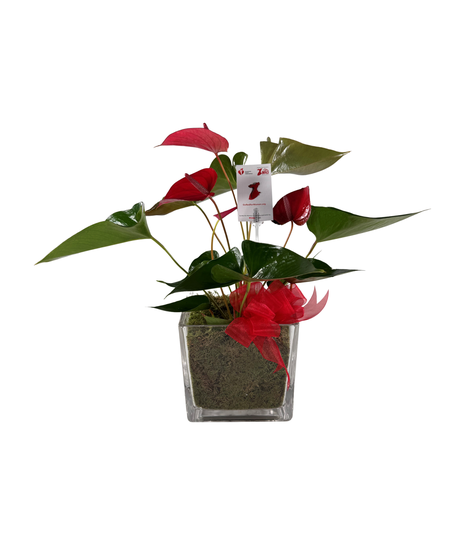 Healthy Plants Collection