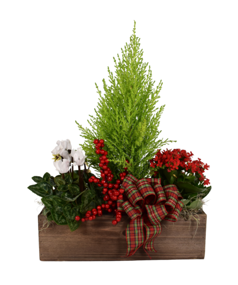 Holiday Plant Trio Box