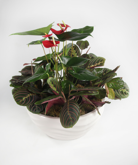 A combination of an Anthurium and Prayer Plants in a white ceramic pot