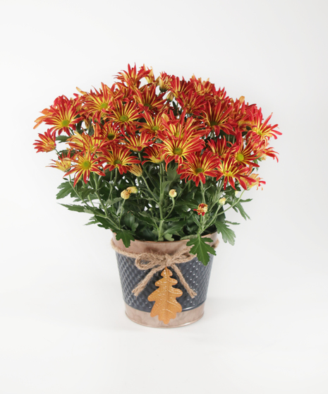 mum flowers in a textured, metal, decorative pot with a beautiful Fall bow
