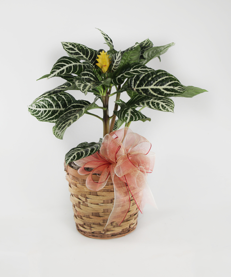 Flowering Plants