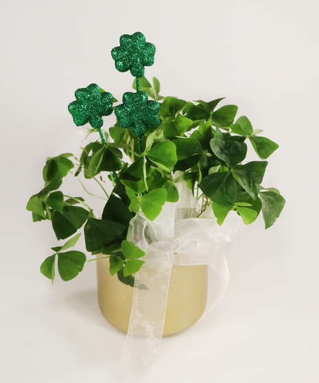 Shamrock Plant