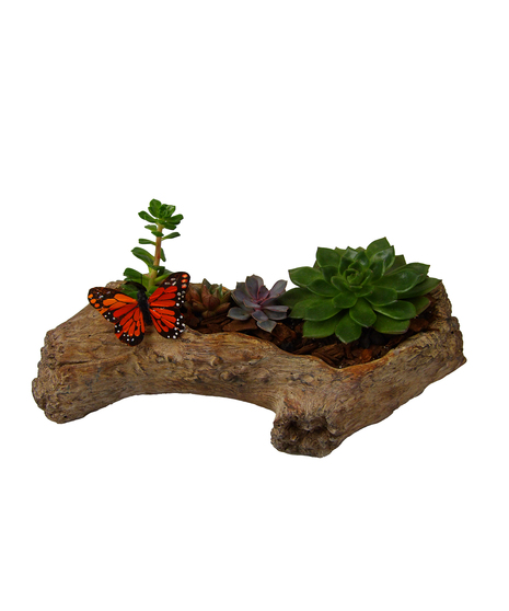 Log Succulent Garden