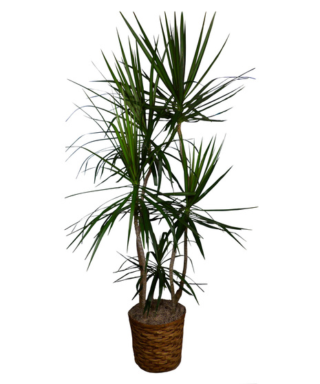 Dracanea Marginata