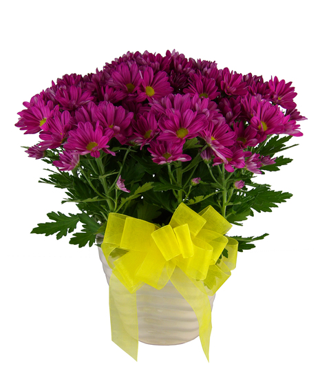 non-hardy mum plant