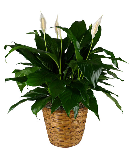 Peace Lily plant in a basket