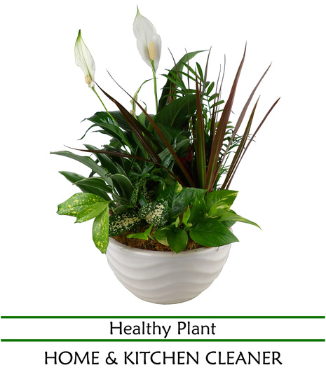PLANTER with Peace Lily