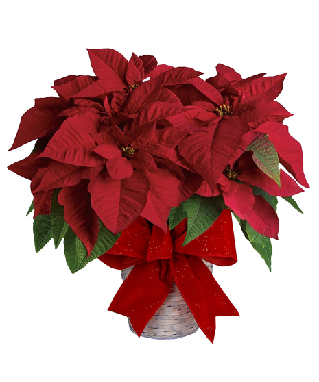 *Poinsettia