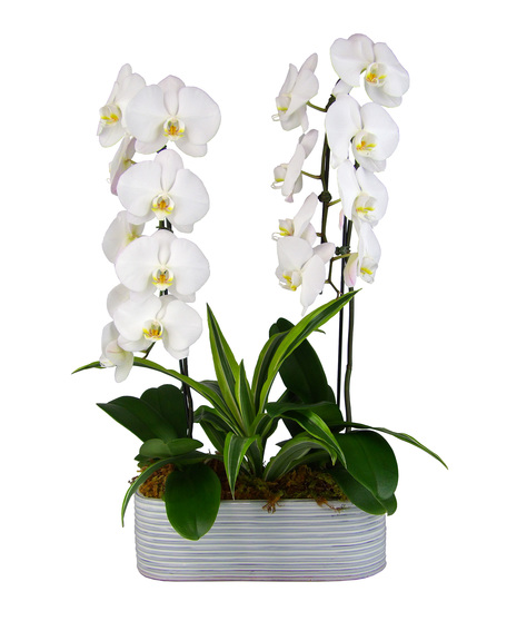 2 waterfall orchid plants and a warneckii in oblong container