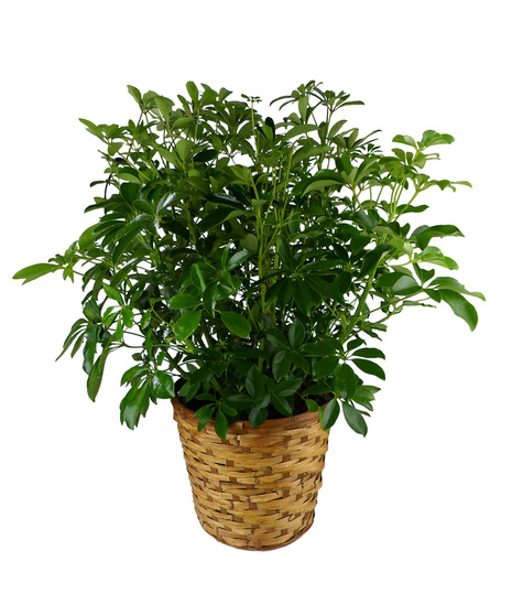 Schefflera