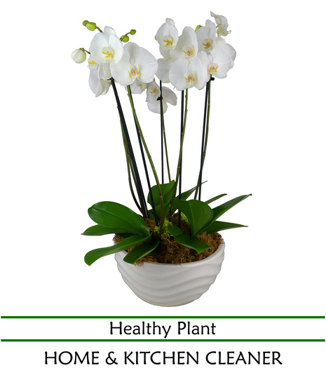 Six Stem Phal. Orchid