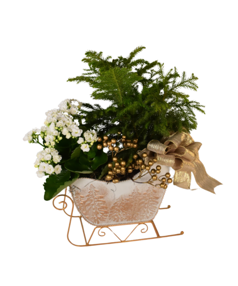 Through the Woods Plant Combo