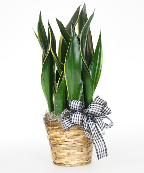 Snake Plant