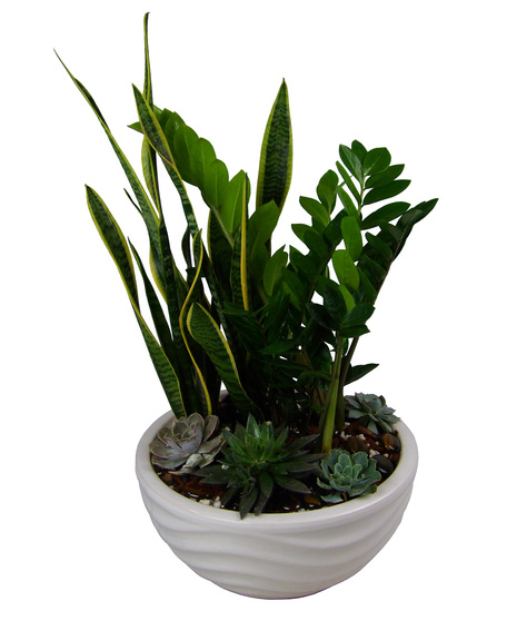 Stylish Succulent Garden