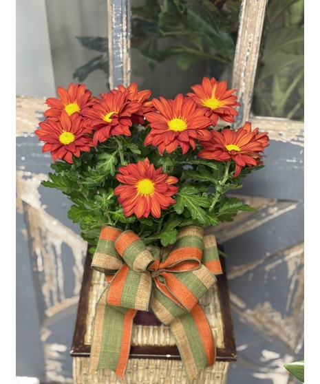 mum flowers in a textured, metal, decorative pot with a beautiful Fall bow