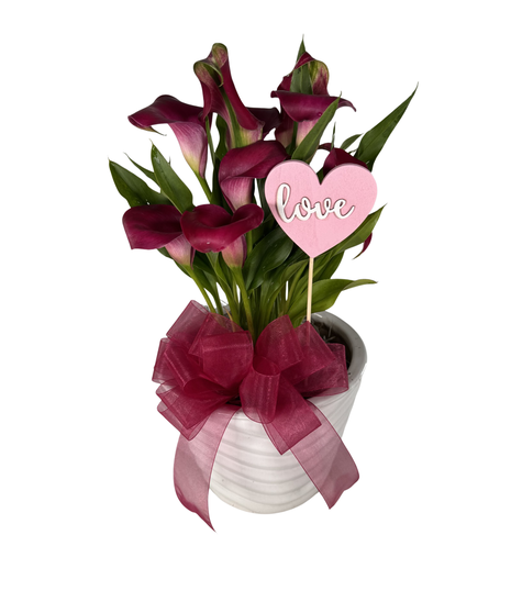 Valentine's Day Mini Calla Lily Plant