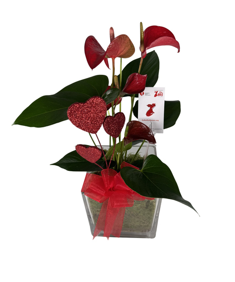 Growing Hearts ~  Anthurium Plant