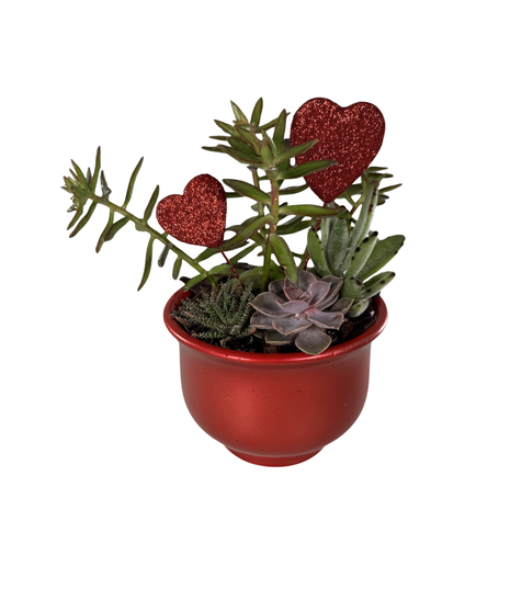 Petite & Sweet Potted Succulents