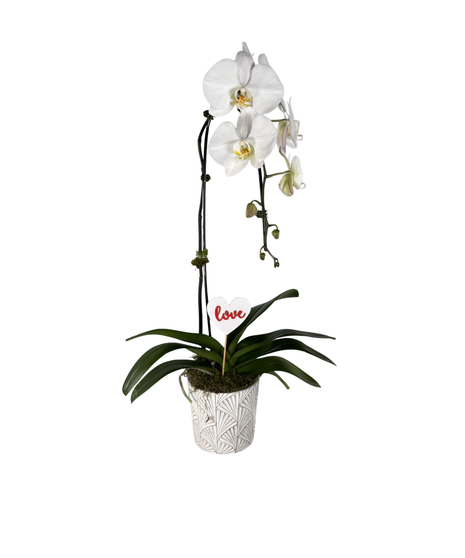 Together Forever ~ Orchid Plant