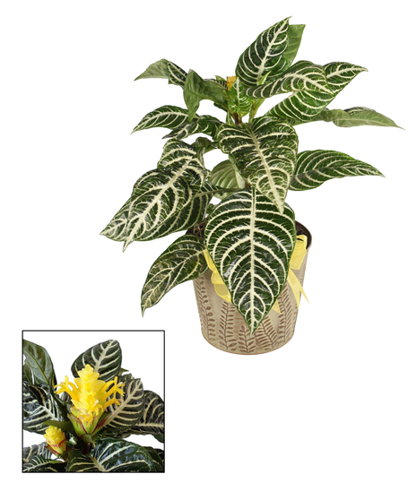 Zebra Plant