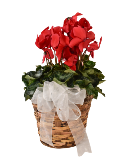 Cyclamen
