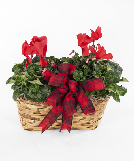 Holiday Cyclamen Basket