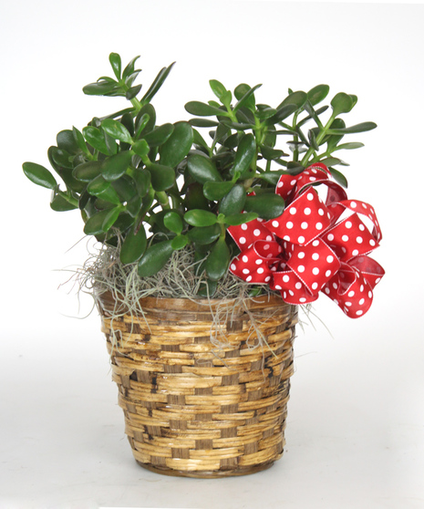 Jade Plant