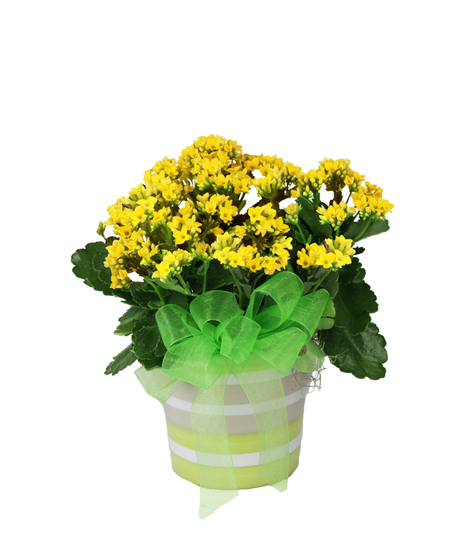 Kalanchoe Plant