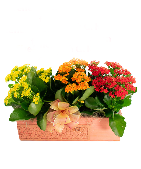 Peach Kalanchoe Trio Box