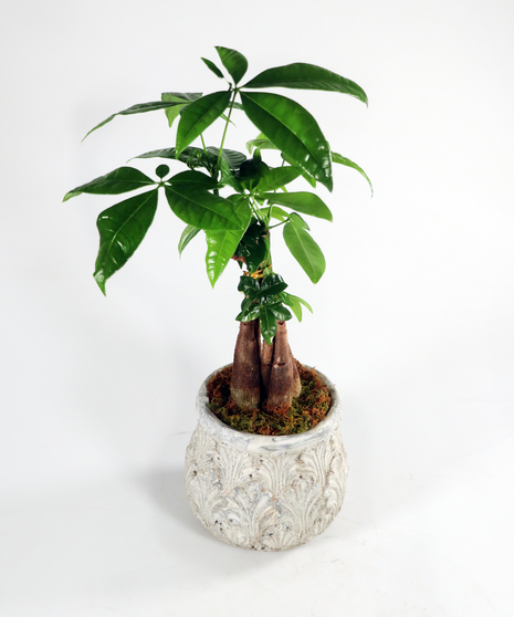 Mystic Money Tree
