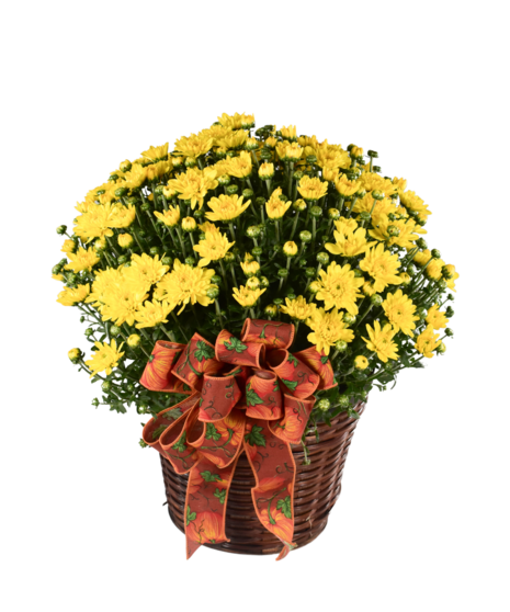 Garden Mums