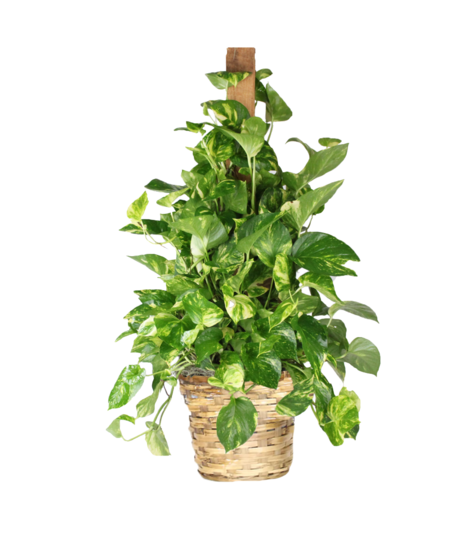 Pothos plant