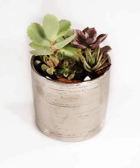 Silver Succulents