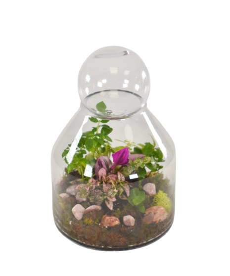 Timeless Terrarium