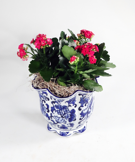 calandiva plant in blue delph porcelain container